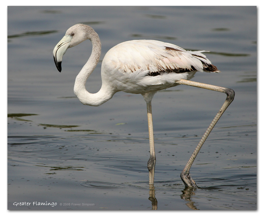Greater Flamingo, Ras al Khor, Dubai  Fraser Simpson