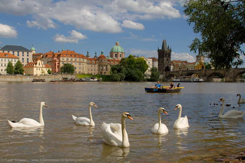 Mute Swans (Cygnus olor) on the Vltava river in Prague © Fraser Simpson 
