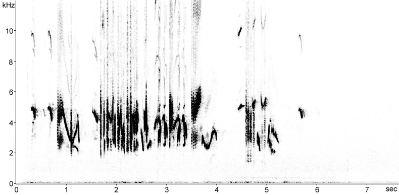 Sonogram of Northern Wheatear song in flight