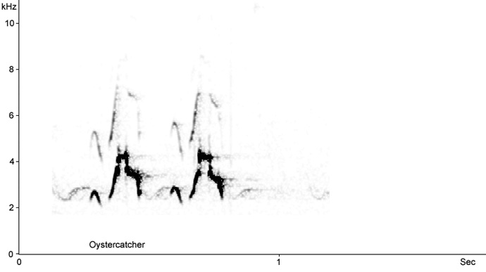 Sonogram of Whinchat song