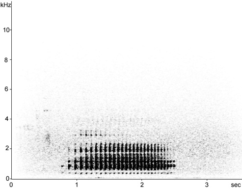 Sonogram of drumming White-backed Woodpecker