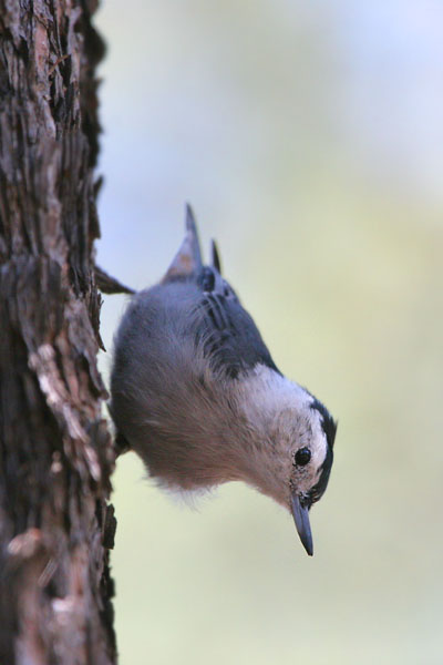 White-breasted Nuthatch ©2006 Fraser Simpson