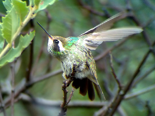 Phonescoped White-eared Hummingbird  © 2006 Fraser Simpson