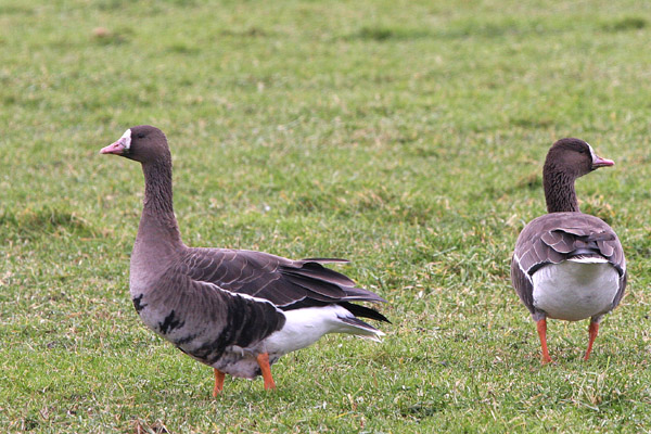 Siberian White-fronted Geese ©2005 Fraser Simpson