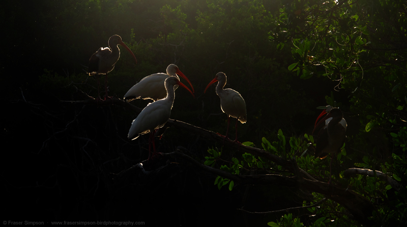 White Ibis  (Eudocimus albus) © Fraser Simpson 2014