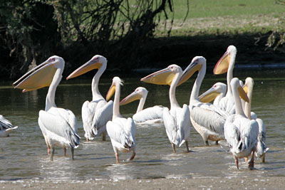 White Pelican, Lake Kerkini  2005  F. S. Simpson