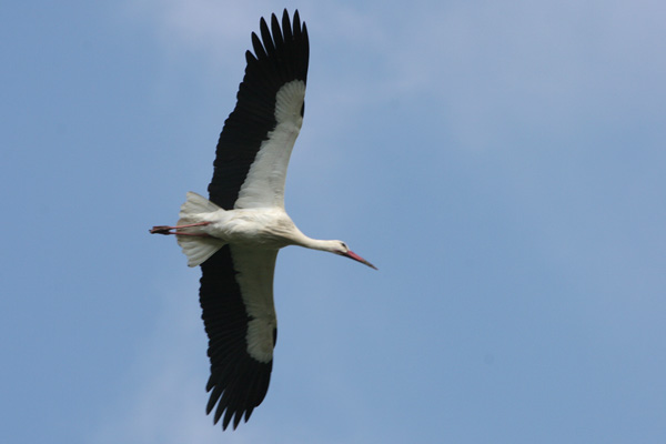 White Stork, La Janda © 2005  F. S. Simpson