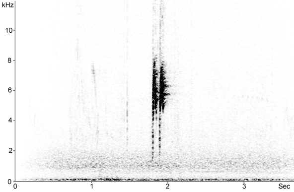 Sonogram of White Wagtail call