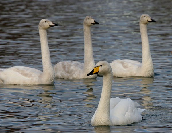 Whooper Swan ©2005 Fraser Simpson