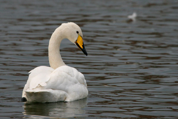 Whooper Swan ©2005 Fraser Simpson