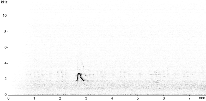Sonogram of Eurasian Wigeon (Anas penelope) call in flight