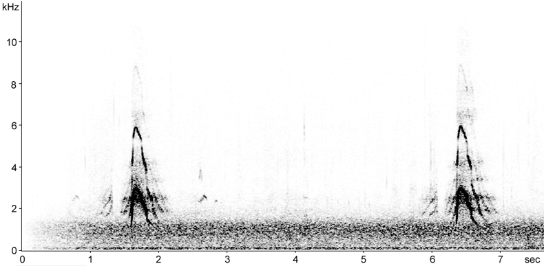 Sonogram of male Eurasian Wigeon display calls