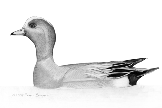 Eurasian Wigeon drawing © Fraser Simpson