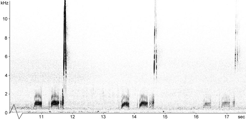 Sonogram of Woodcock song/advertising call