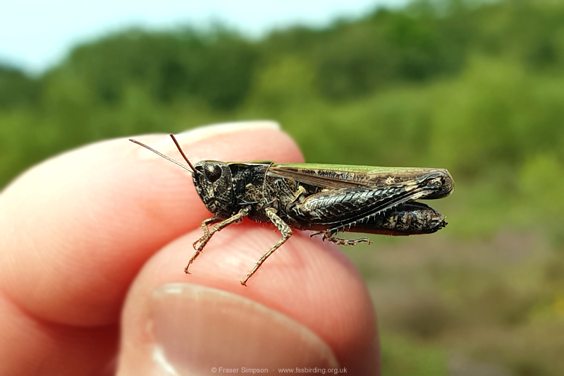 Woodland Grasshopper (Omocestus rufipes)  Fraser Simpson