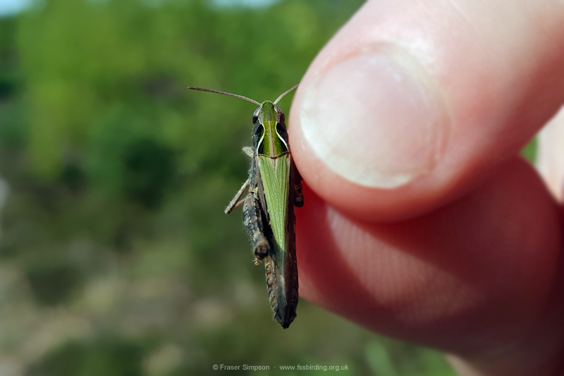 Woodland Grasshopper (Omocestus rufipes)  Fraser Simpson