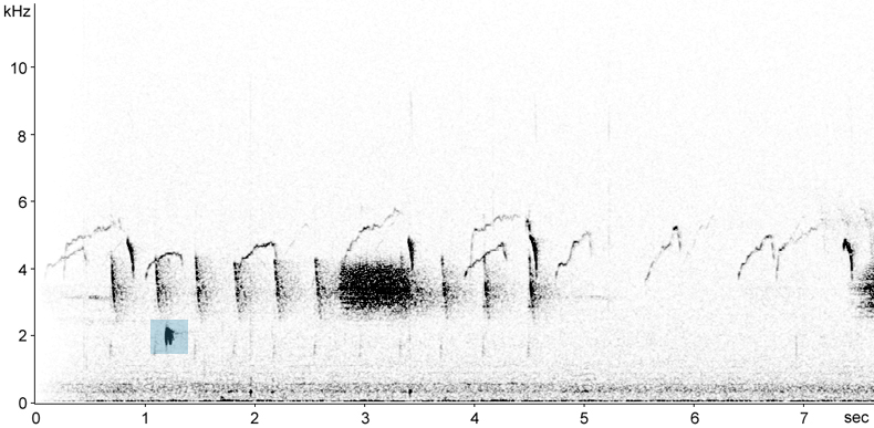 Sonogram of adult Wood Sandpiper calls with chicks