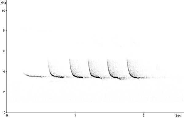 Sonogram of Wood Warbler, Phylloscopus sibilatrix © 2009 Fraser Simpson