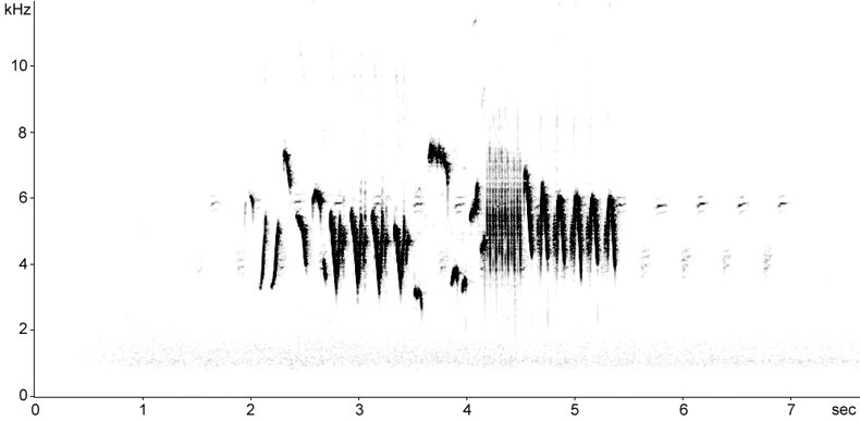 Sonogram of Eurasian Wren song