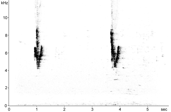 Sonogram of Yellow-browed Warbler calls