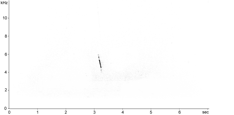 Sonogram of Western Yellow Wagtail flight call