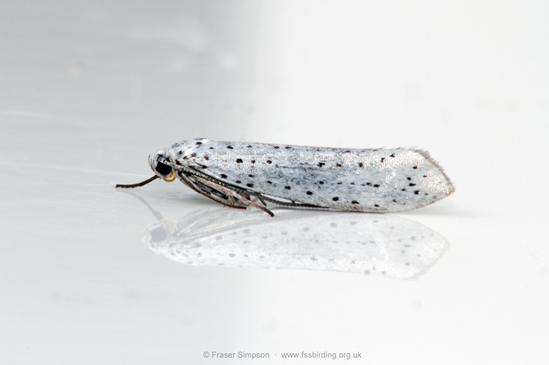 Brown House-moth (Hofmannophila pseudospretella) © Fraser Simpson