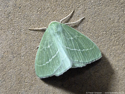 Small Emerald (Hemistola chrysoprasaria) � Fraser Simpson
