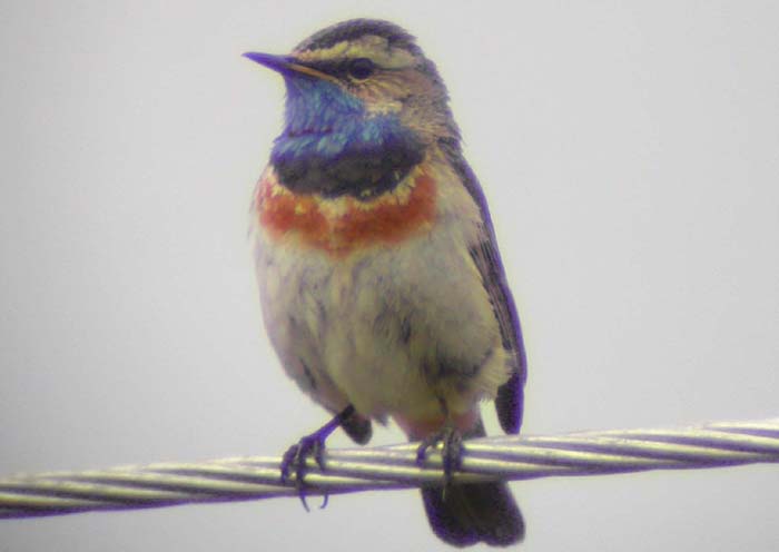 (Red-spotted) Bluethroat