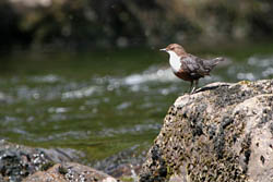 Dipper on the River Ardle