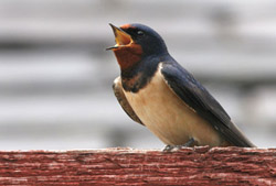 Barn Swallow singing