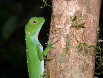 rainforest lizard sp.