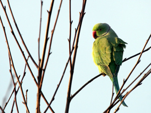 Ring-necked Parakeet at Esher Rugby Club
