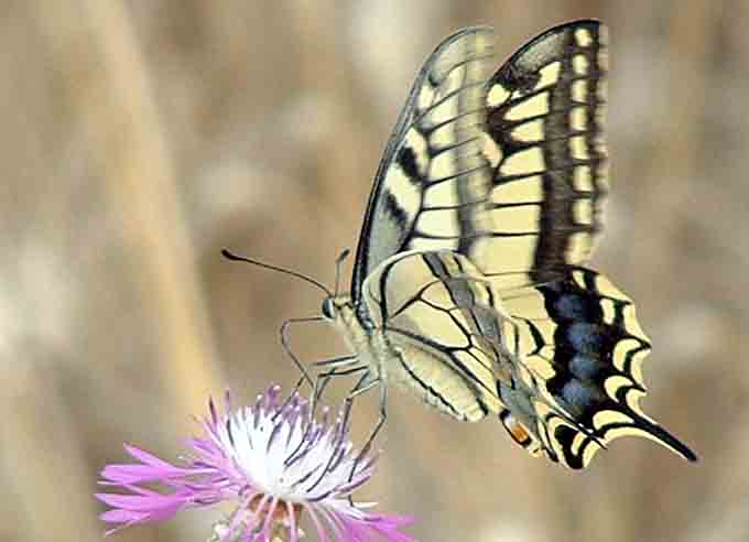Swallowtail, Donana, Spain, 2002.
