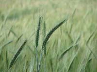 Wheat Field, Oland, Sweden