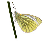 Ayrshire Bird Report 2004 (Green-veined White from rear cover)