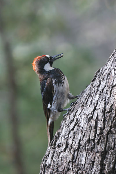 Acorn Woodpecker 2006 Fraser Simpson