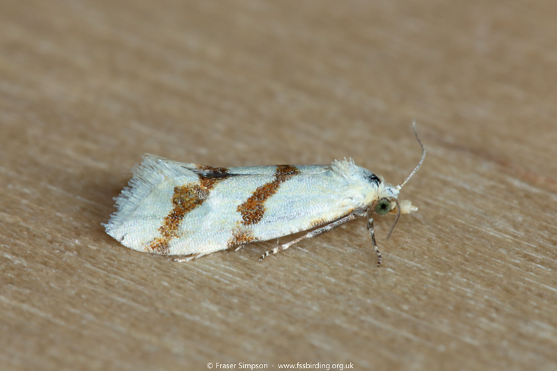 Broad-barred Straw (Aethes beatricella)  Fraser Simpson