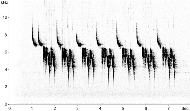 Sonogram of African Blue Tit song