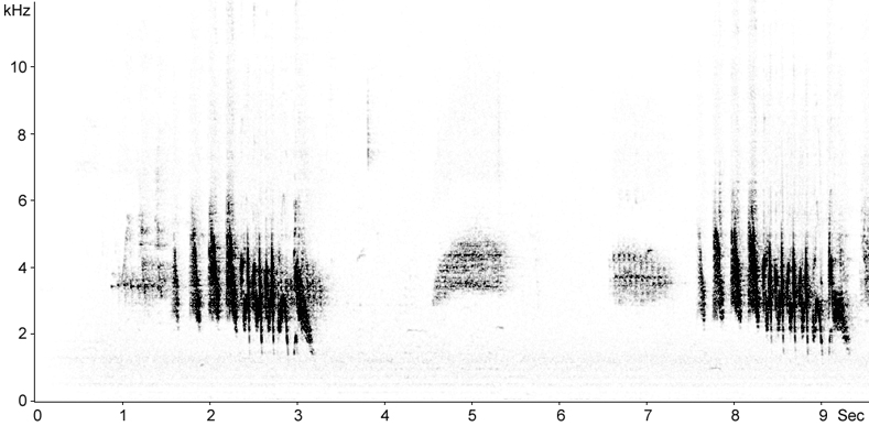 Sonogram of African Chaffinch song