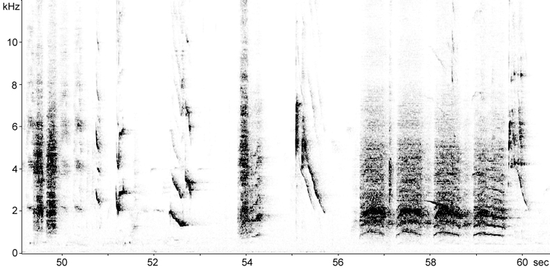 Sonogram of African Grey Parrot volcalisations