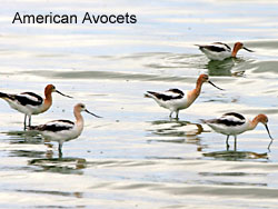 American Avocets © 2006  F. S. Simpson