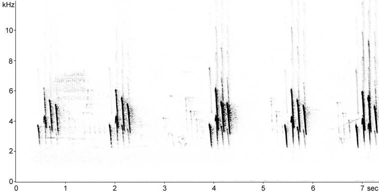 Sonogram of American Goldfinch flight call