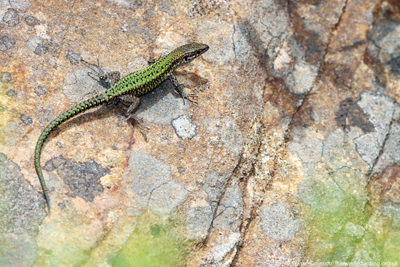 Andalucian Wall Lizard (Podarcis vaucheri)  Fraser Simpson