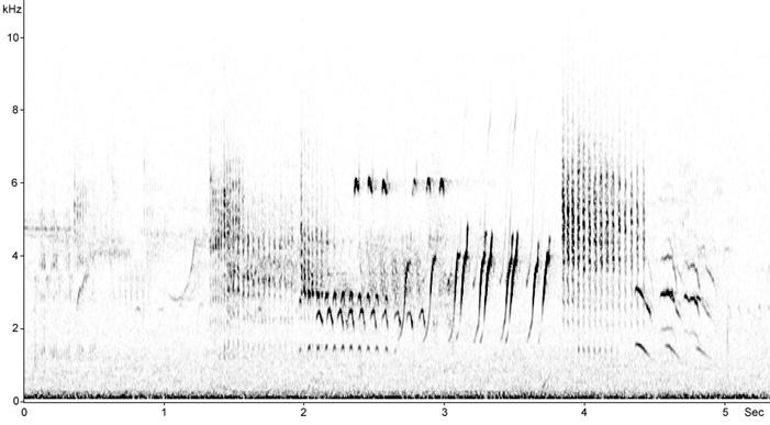 Sonogram of Aquatic Warbler song