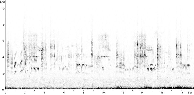 Sonogram of Aquatic Warbler song