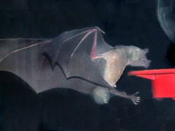 Bat © 2006  F. S. Simpson