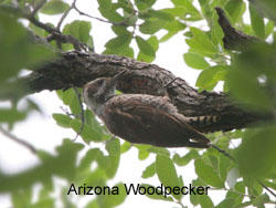 Arizona Woodpecker © 2006  F. S. Simpson