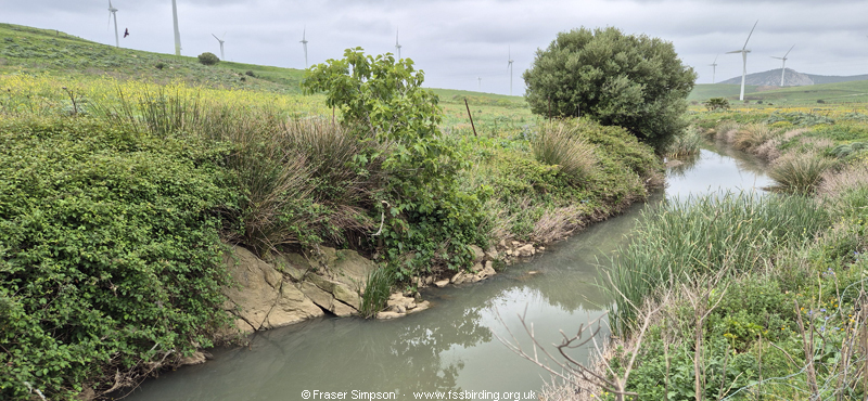 Arroyo de Acebuchal, El Almarchal, Andalucia, Spain � Fraser Simpson