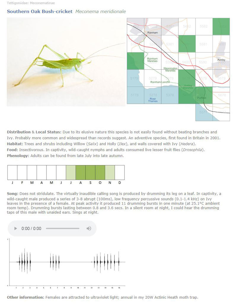 Mini-atlas of the Orthoptera of the Purfleet and Rainham area: Southern Oak Bush-cricket example � Fraser Simpson
