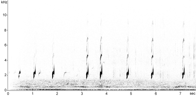 Avocet calls spectrogram � Fraser Simpson